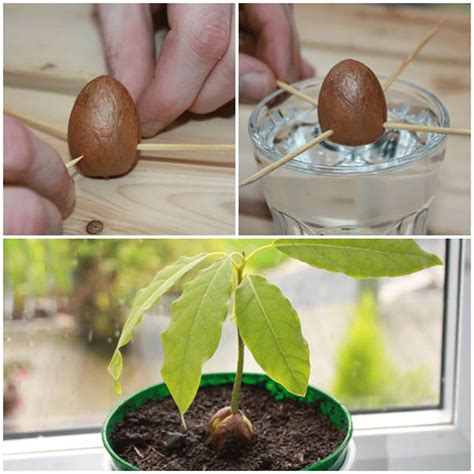 Planting and Growing Your Own Avocado Tree: Tips for Success