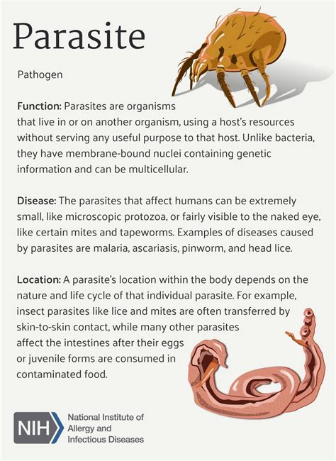Possible Explanations and Significance of the presence of a Parasitic Organism within one's Vision