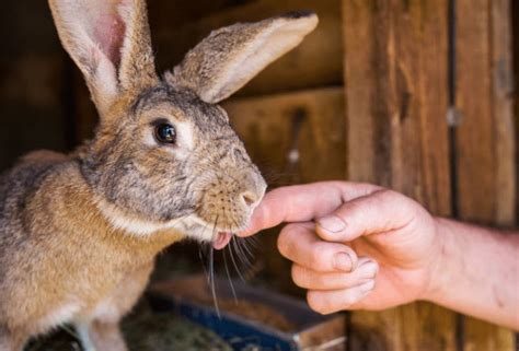Possible Meanings Behind a Rabbit's Bite