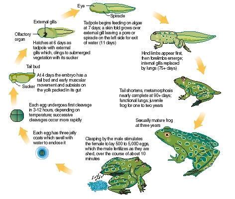 Practical Approaches: Techniques for Unraveling and Interpreting Dreams of Suffocation in Aquatic Environments