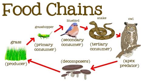 Predators or Prey? Exploring the Role of Transparency in the Food Chain