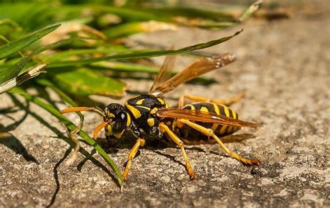 Preventing Future Hornet Infestations