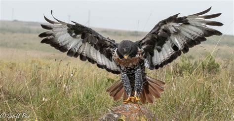 Promoting Awareness and Education about Avian Species in Your Community