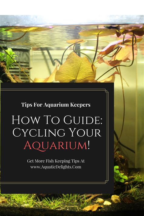 Properly Cycling Your Aquarium