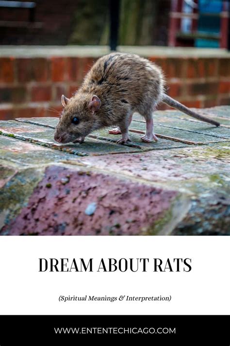 Rats as Messengers: Positive Interpretations and Insights