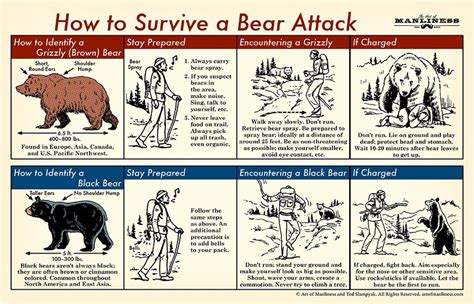 Reacting and Ensuring Safety: Dealing with Unexpected Bear Encounters