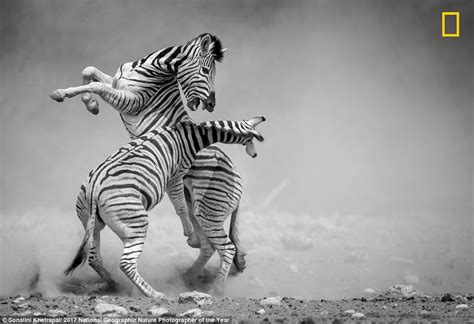 Realizing Your Vision: Ethical Strategies for Engaging with Zebras