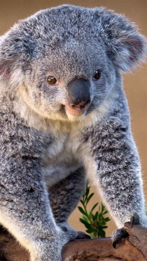 Reasons Why Koalas are Incredibly Charming