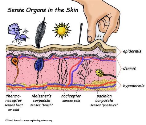 Recognizing Medical Conditions Associated with Sensations Beneath the Dermis 