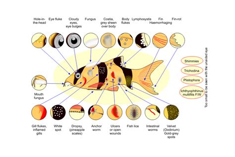 Recognizing and Treating Common Fish Diseases