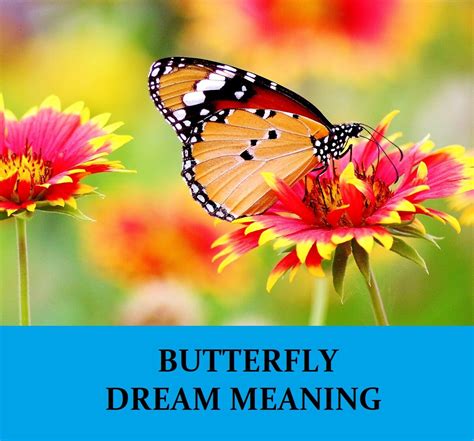Reflecting on Butterfly Dreams: Unveiling Inner Freedom and Joy