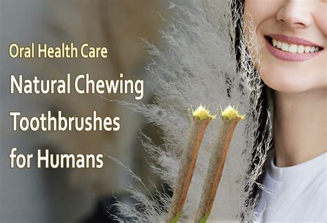 Reviving an Age-Old Tradition: The Art of Chewing Sticks for Improved Dental Well-being
