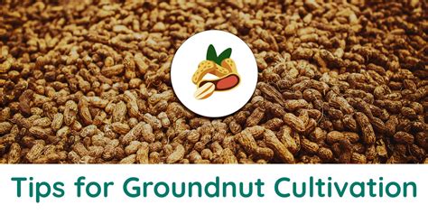 Revolutionary Techniques to Increase Groundnut Yield