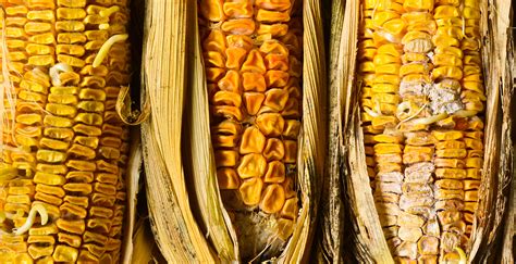 Rotten Corn as a Metaphor: Understanding the Fragility of Aspirations