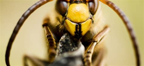 Safe Approaches to Handling Hornets: Ensuring a Secure Encounter