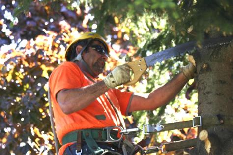 Safety First: Addressing the Risks of Removing Dangerous Trees