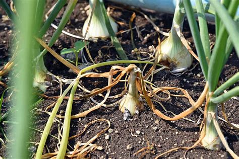 Securing Your Onion Harvest from Pests and Diseases