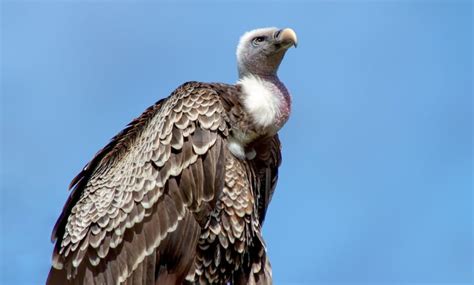 Seeking Guidance: How to Consult Dream Experts for Interpretations of Vulture Attack Dreams