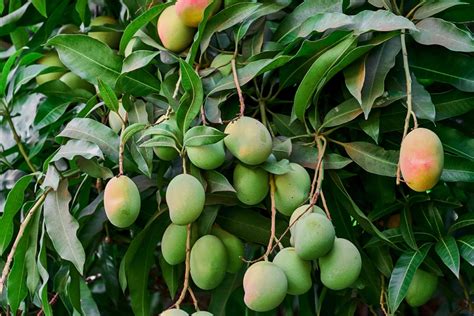 Selecting the Perfect Location for Your Mango Tree