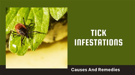 Significance of Tick Infestation in Your Dream: An Indicator of Overwhelming Responsibilities