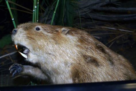 Significant Insights from Beaver Bite Encounters in the Dream Realm