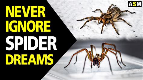 Spider Dreams and their Psychological Significance: