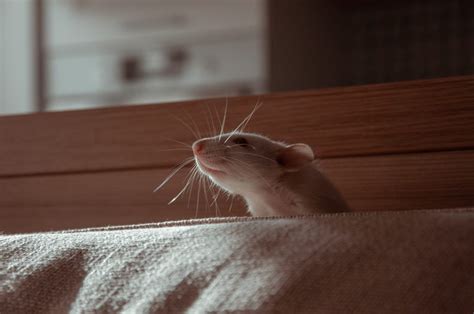 Strategies for Managing Rat Dream Experiences in the Workplace