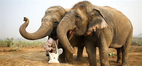 Support Conservation Efforts: Contribute to Elephant Welfare by Engaging in Elephant Riding