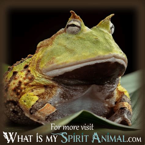 Symbolic Meaning of Amphibians in Dreams