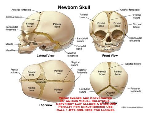 Symbolic Significance of Infant Descending Onto Your Cranium