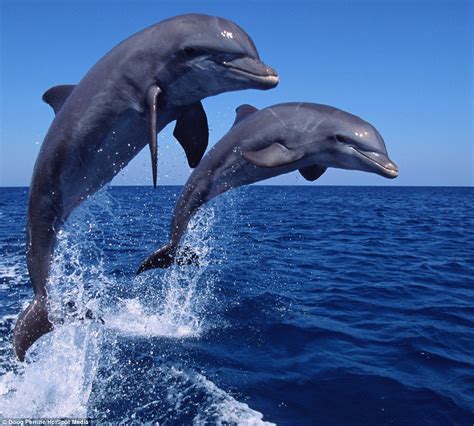 Taking a Leap: Discovering the Astonishing Athleticism of Dolphins
