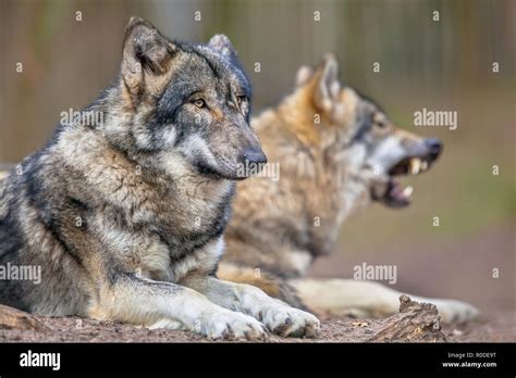 The Adaptations of the Majestic Canis Lupus