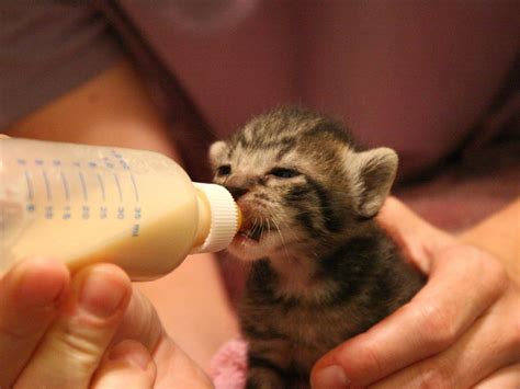 The Advantages of Nurturing a Young Cat with a Bottle