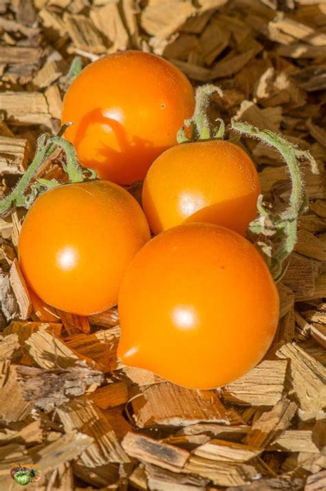 The Allure of Redness: Tomatoes as a Symbol of Passion and Desire