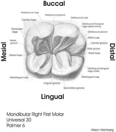The Anatomy of Third Molars and Their Role in Oral Health