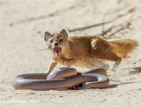 The Astonishing Encounter: Mongoose vs Snake