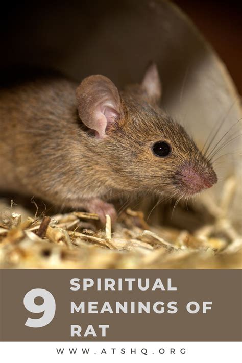 The Astonishing Variety of Rat Symbolism