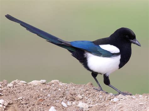 The Astonishing Vertical Habits of Magpies: Unlocking the Mystery of Their Height