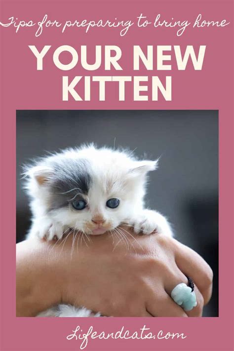 The Beautiful Connection: How Bringing Home a Kitten Can Fulfill Our Deepest Desires