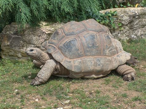 The Captivating Allure of Gigantic Tortoises