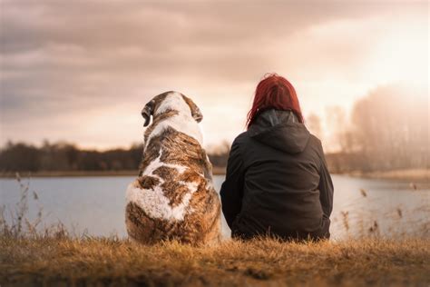The Connection Between Canine Assault Nightmares and Personal relationships
