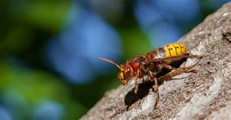 The Connection Between Dreaming About Hornets and Personal Relationships