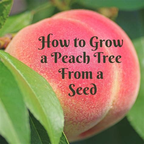 The Connection Between Dreams of Peach Seed and Personal Growth