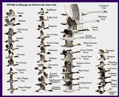 The Critical Status of Certain Duck Species