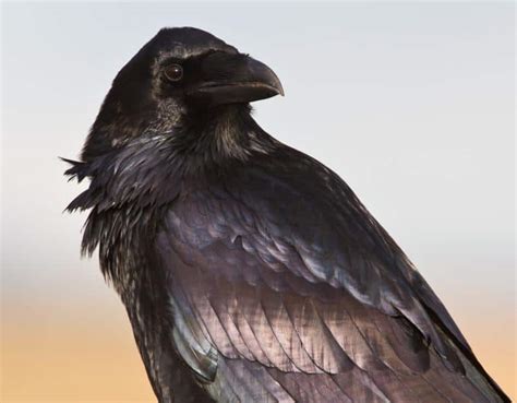 The Cultural Significance and Folklore Surrounding the Mysterious Raven-like Bird