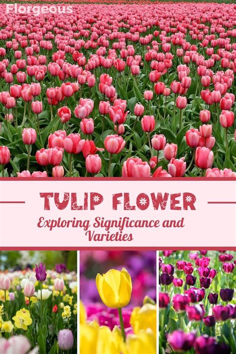 The Cultural Significance of Tulip Flowers: An Insight into their Global Presence