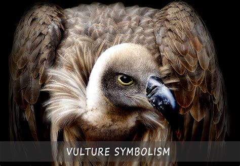 The Cultural Significance of Vultures in Symbolic Representation