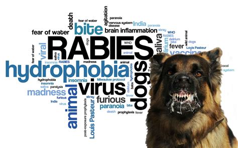 The Deadly Virus: Understanding Rabies