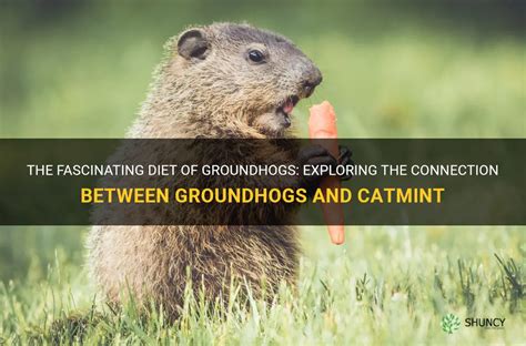 The Deep Connection Between Humans and Groundhogs Throughout History