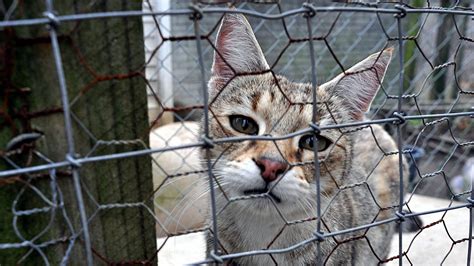 The Devastating Impact of Animal Neglect: Consequences for Animals and Society